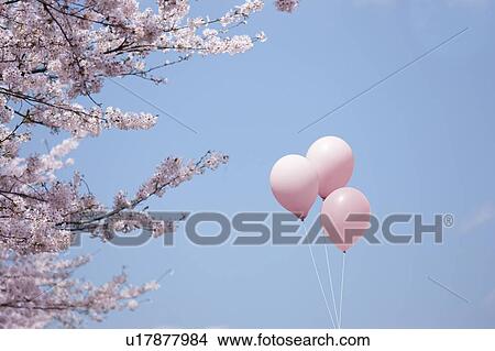 Three Balloons and Cherry Blossoms View Large Photo Image Picture - Three Balloons and Cherry Blossoms. Fotosearch