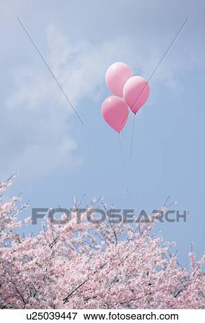 Stock Photo - Three Balloons and Cherry Blossoms. Fotosearch