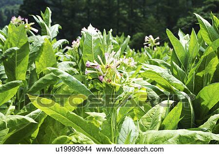 Picture - Tobacco Blossoming. Fotosearch
