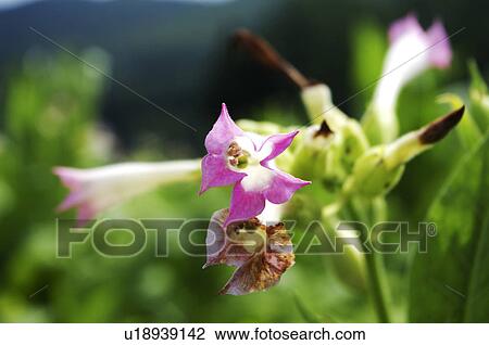 Tobacco Blossoming View Large Photo Image Stock Image - Tobacco Blossoming. Fotosearch