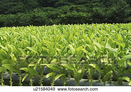 Stock Photo - Tobacco Field. Fotosearch