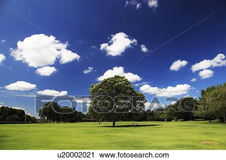Tree at a park, Chiba Prefecture, Honshu, Japan View Large Photo Image Stock Image - Tree at a park, Chiba Prefecture, Honshu, Japan. Fotosearch