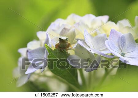 Stock Photo - Tree frog on hydrangea, Chiba Prefecture, Honshu, Japan. Fotosearch