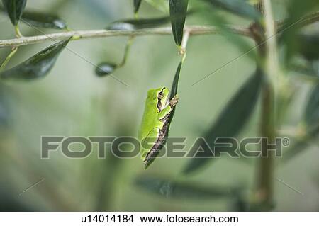 Picture - Tree frog on olive leaf, Tochigi Prefecture, Honshu, Japan. Fotosearch