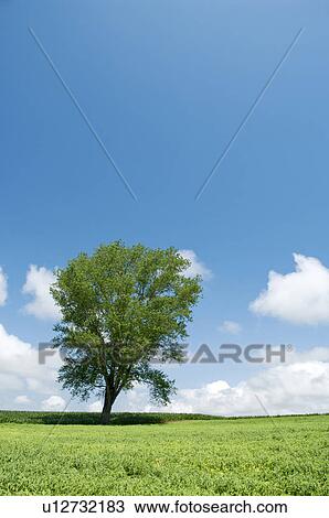 Stock Image - Tree standing in a field, Hokkaido Prefecture, Japan. Fotosearch