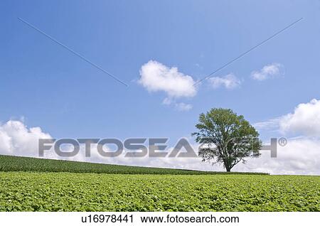 Stock Image - Tree standing in a field, Hokkaido Prefecture, Japan. Fotosearch