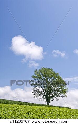 Tree standing in a field, Hokkaido Prefecture, Japan View Large Photo Image Stock Photo - Tree standing in a field, Hokkaido Prefecture, Japan. Fotosearch