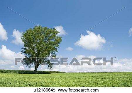 Tree standing in a field, Hokkaido Prefecture, Japan View Large Photo Image Stock Photography - Tree standing in a field, Hokkaido Prefecture, Japan. Fotosearch