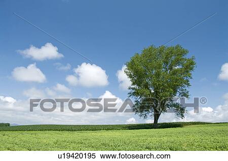 Stock Photography - Tree standing in a field, Hokkaido Prefecture, Japan. Fotosearch