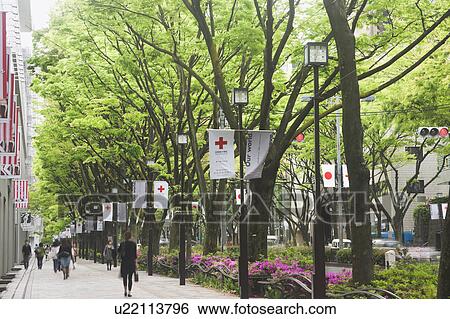 Stock Photograph - Treelined Avenue. Fotosearch