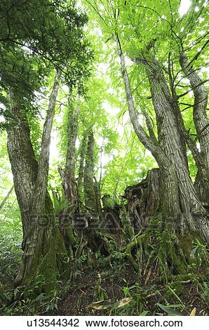 Trees in Forest View Large Photo Image Stock Image - Trees in Forest. Fotosearch