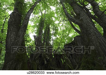 Stock Image - Trees in Forest. Fotosearch
