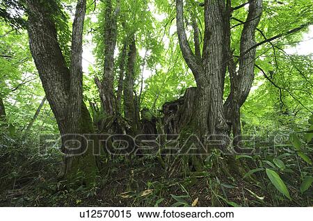 Trees in Forest View Large Photo Image Stock Photography - Trees in Forest. Fotosearch