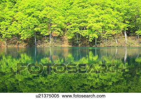 Stock Photography - Trees Reflected in Kama Pond. Fotosearch