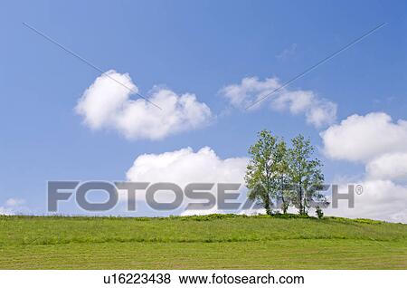 Two trees in a field, Hokkaido Prefecture, Japan View Large Photo Image Stock Photo - Two trees in a field, Hokkaido Prefecture, Japan. Fotosearch