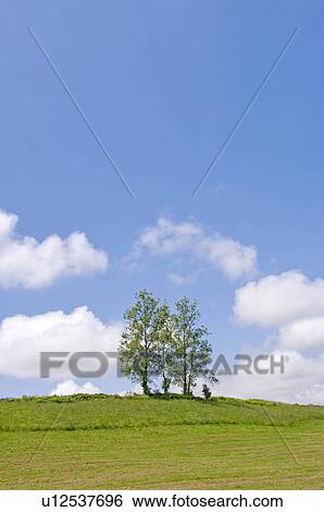 Two trees in a field, Hokkaido Prefecture, Japan View Large Photo Image Stock Photograph - Two trees in a field, Hokkaido Prefecture, Japan. Fotosearch