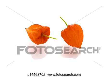 Two Winter Cherries View Large Photo Image Stock Image - Two Winter Cherries. Fotosearch