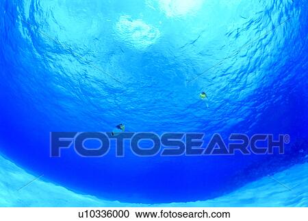 Undersea, Saipan View Large Photo Image Stock Image - Undersea, Saipan. Fotosearch