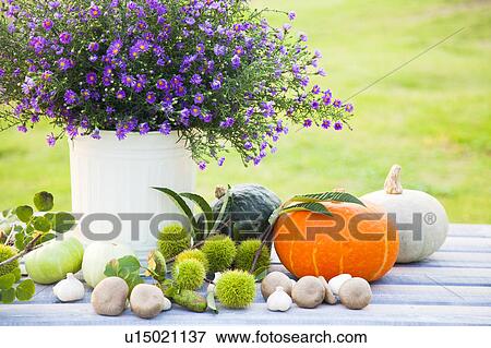 Vegetables Beside Vase of Frost Aster View Large Photo Image Stock Photo - Vegetables Beside Vase of Frost Aster. Fotosearch