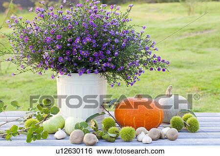 Vegetables Beside Vase of Frost Aster View Large Photo Image Stock Photograph - Vegetables Beside Vase of Frost Aster. Fotosearch