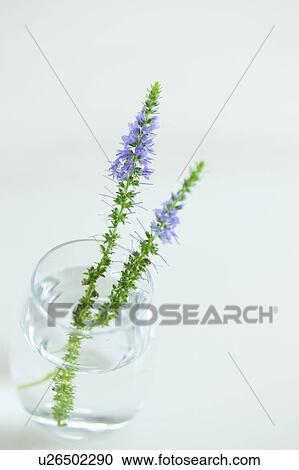 Veronica Royal Blue in Vase View Large Photo Image Stock Image - Veronica Royal Blue in Vase. Fotosearch