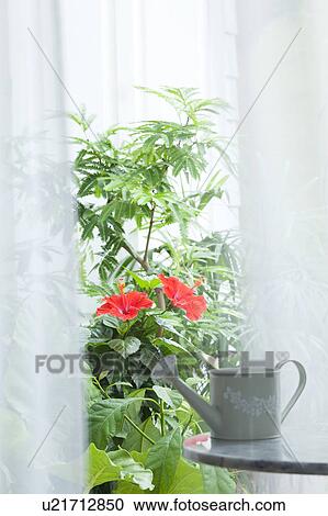 Watering Can Near Hibiscus and Avocado Plants View Large Photo Image Stock Image - Watering Can Near Hibiscus and Avocado Plants. Fotosearch