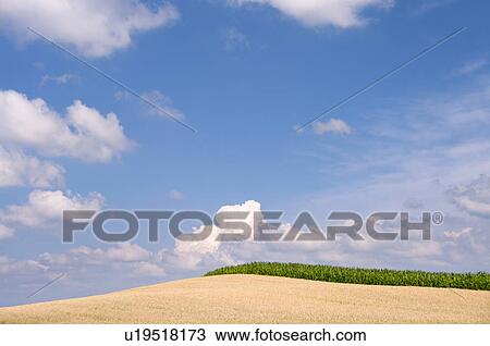 Stock Image - Wheat and corn field, Hokkaido Prefecture, Japan. Fotosearch