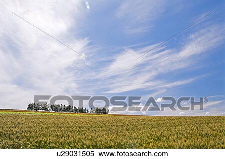 Wheat field and Biei hill, Hokkaido Prefecture, Japan View Large Photo Image Stock Photography - Wheat field and Biei hill, Hokkaido Prefecture, Japan. Fotosearch