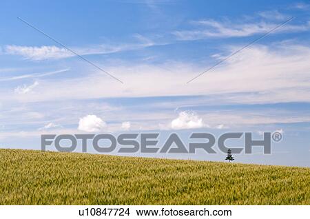Wheat field, Hokkaido Prefecture, Japan View Large Photo Image Picture - Wheat field, Hokkaido Prefecture, Japan. Fotosearch