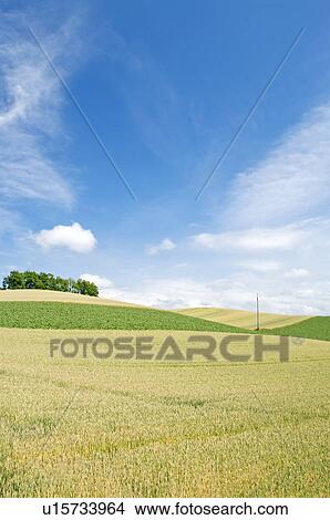 Picture - Wheat field, Hokkaido Prefecture, Japan. Fotosearch