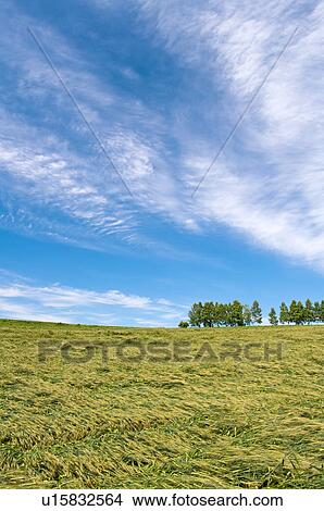 Picture - Wheat field, Hokkaido Prefecture, Japan. Fotosearch