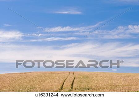Wheat field, Hokkaido Prefecture, Japan View Large Photo Image Picture - Wheat field, Hokkaido Prefecture, Japan. Fotosearch