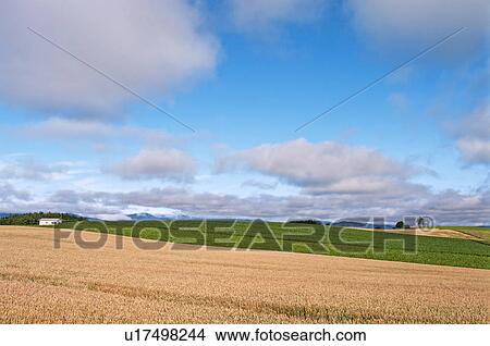 Picture - Wheat field, Hokkaido Prefecture, Japan. Fotosearch