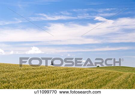 Stock Image - Wheat field, Hokkaido Prefecture, Japan. Fotosearch