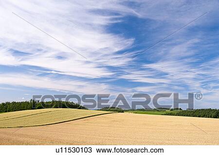 Wheat field, Hokkaido Prefecture, Japan View Large Photo Image Stock Image - Wheat field, Hokkaido Prefecture, Japan. Fotosearch