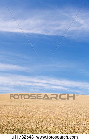 Stock Image - Wheat field, Hokkaido Prefecture, Japan. Fotosearch