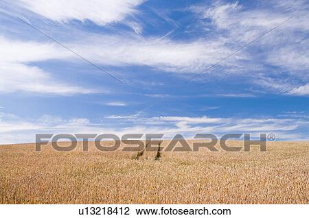 Stock Image - Wheat field, Hokkaido Prefecture, Japan. Fotosearch