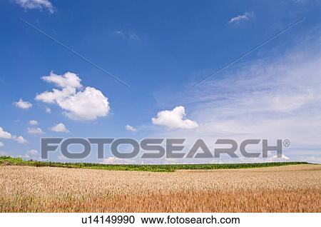 Wheat field, Hokkaido Prefecture, Japan View Large Photo Image Stock Image - Wheat field, Hokkaido Prefecture, Japan. Fotosearch