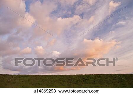 Stock Image - Wheat field, Hokkaido Prefecture, Japan. Fotosearch