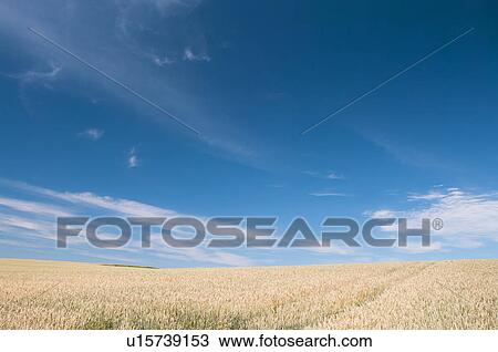 Wheat field, Hokkaido Prefecture, Japan View Large Photo Image Stock Image - Wheat field, Hokkaido Prefecture, Japan. Fotosearch