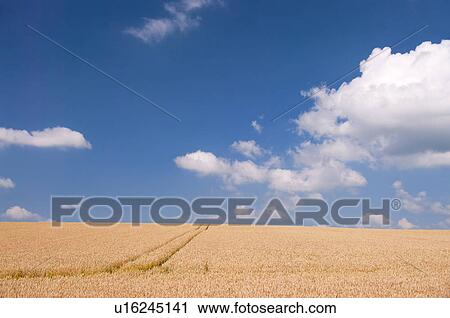 Stock Image - Wheat field, Hokkaido Prefecture, Japan. Fotosearch