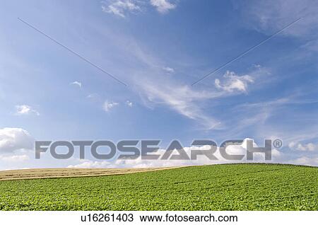 Stock Image - Wheat field, Hokkaido Prefecture, Japan. Fotosearch