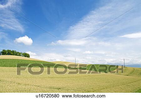 Stock Image - Wheat field, Hokkaido Prefecture, Japan. Fotosearch