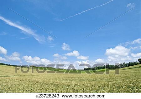 Wheat field, Hokkaido Prefecture, Japan View Large Photo Image Stock Image - Wheat field, Hokkaido Prefecture, Japan. Fotosearch