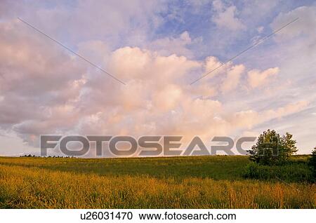Stock Image - Wheat field, Hokkaido Prefecture, Japan. Fotosearch