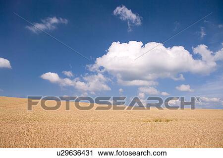 Stock Image - Wheat field, Hokkaido Prefecture, Japan. Fotosearch