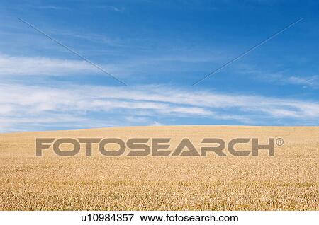 Wheat field, Hokkaido Prefecture, Japan View Large Photo Image Stock Photo - Wheat field, Hokkaido Prefecture, Japan. Fotosearch