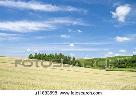 Stock Photo - Wheat field, Hokkaido Prefecture, Japan. Fotosearch