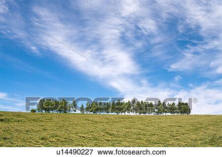 Stock Photo - Wheat field, Hokkaido Prefecture, Japan. Fotosearch