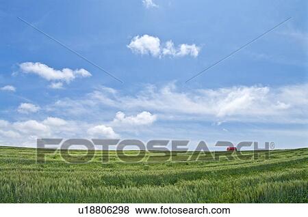 Stock Photo - Wheat field, Hokkaido Prefecture, Japan. Fotosearch